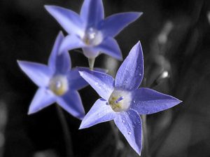 Bluebell